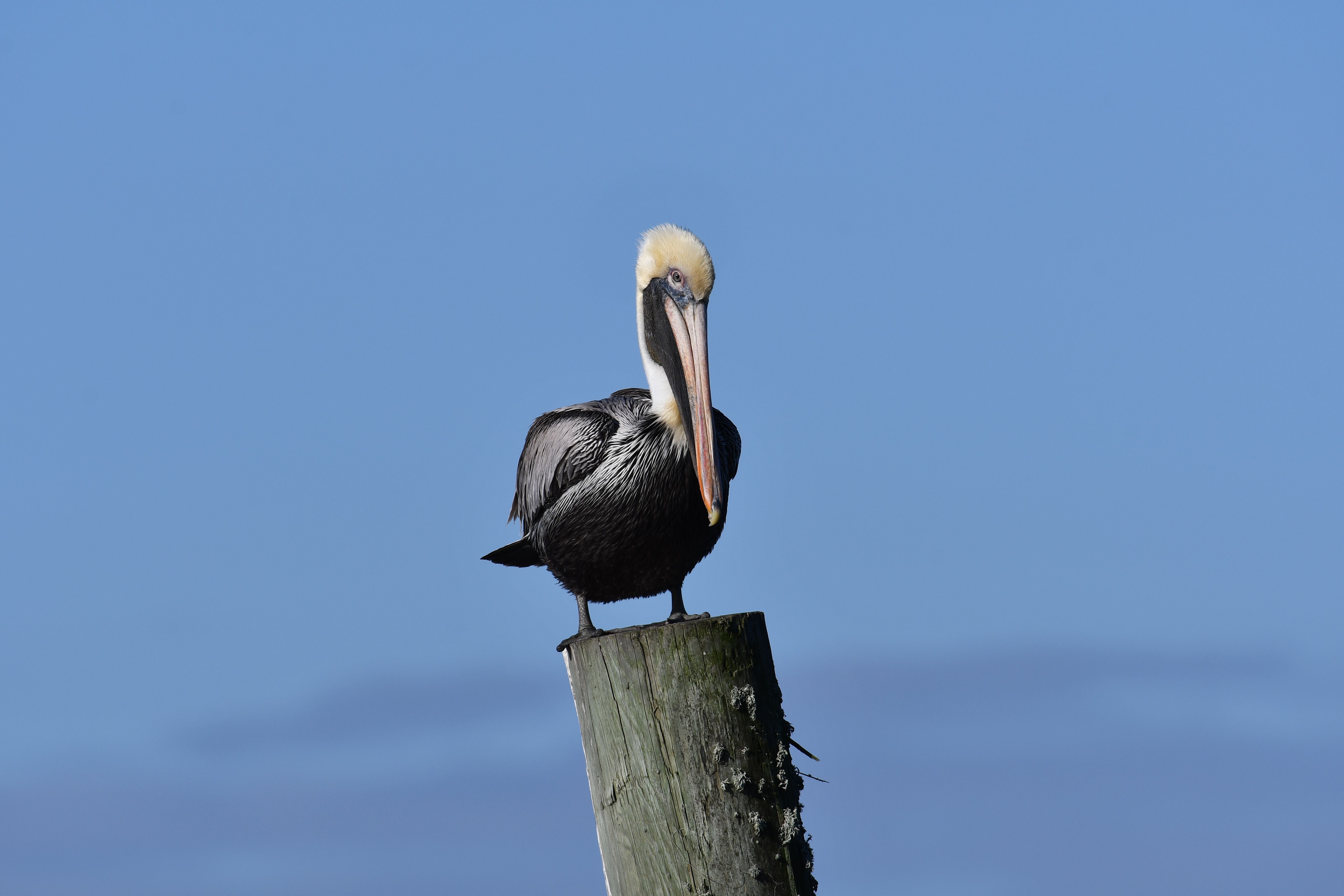 Welcome to Magnolia Coast Sentinel
